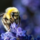 Hummel lässt es sich schmecken