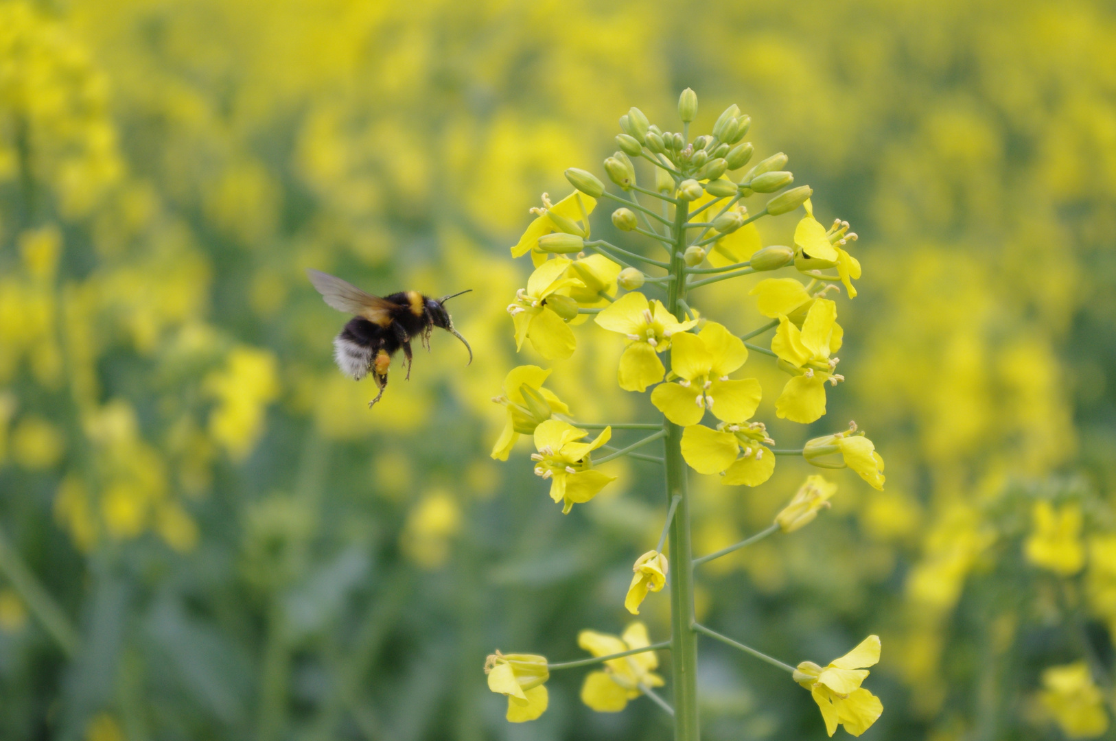 hummel lässt sich raps schmecken