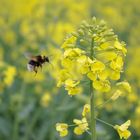 hummel lässt sich raps schmecken