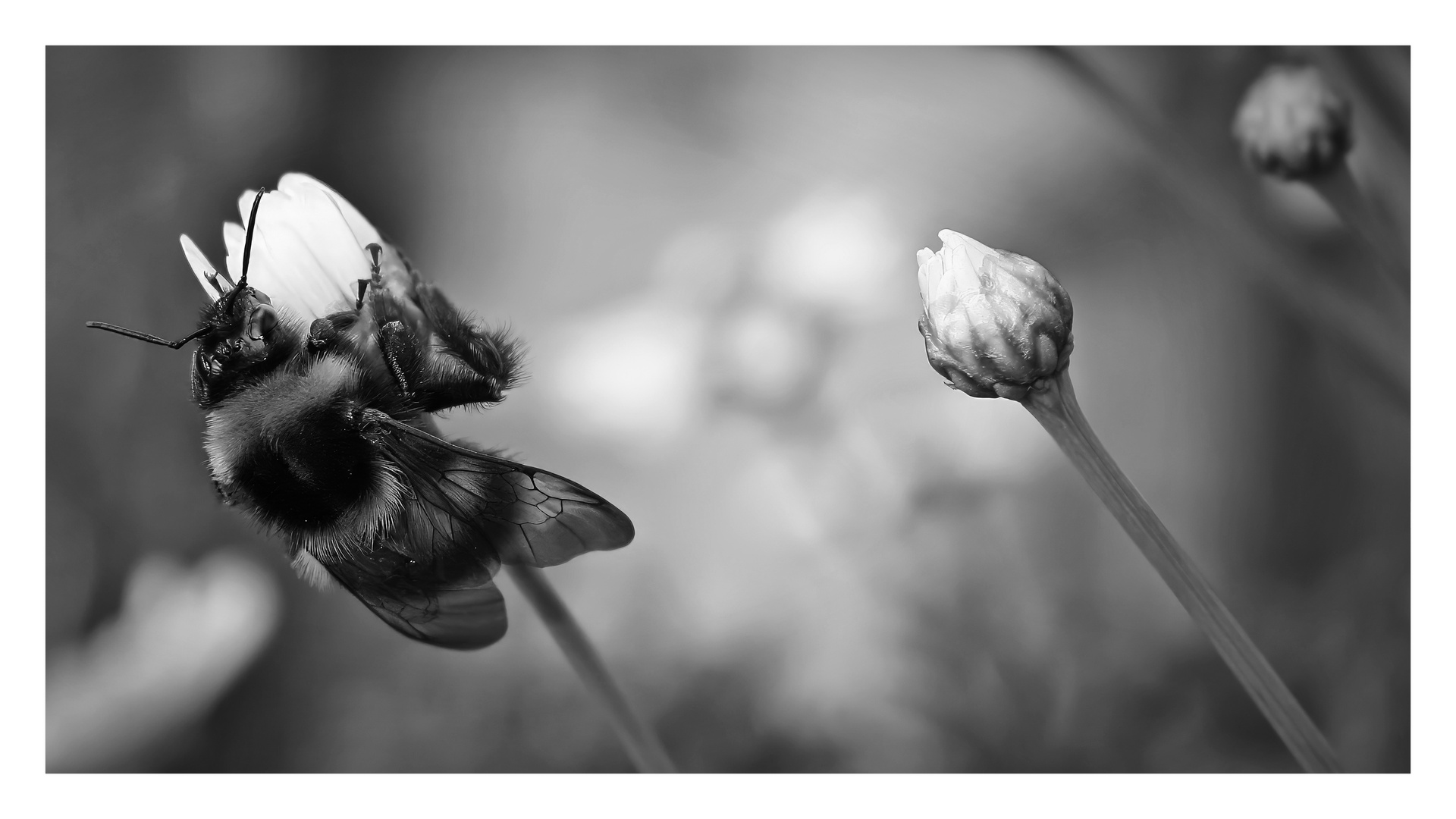 HUMMEL LANDEPLATZ I