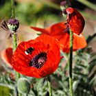 Hummel landet in der Mohnblüte