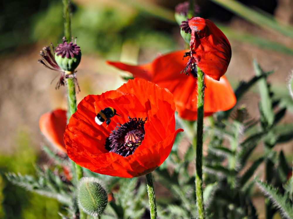 Hummel landet in der Mohnblüte