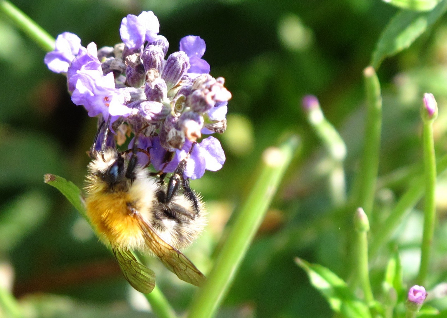 Hummel & Lavendel