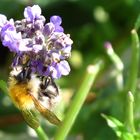 Hummel & Lavendel