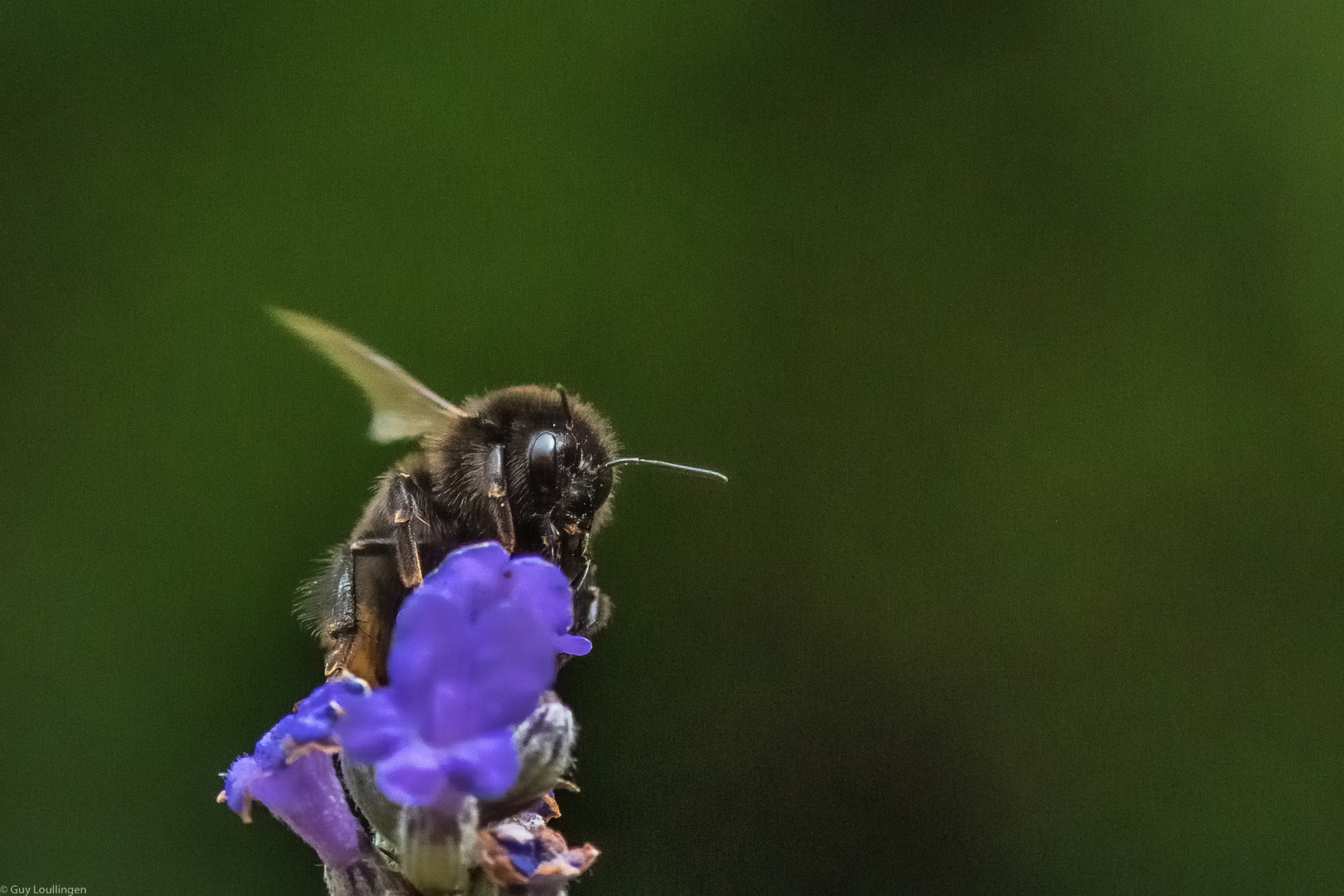 Hummel & Lavendel _ 10