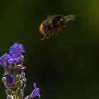 Hummel & Lavendel _ 11