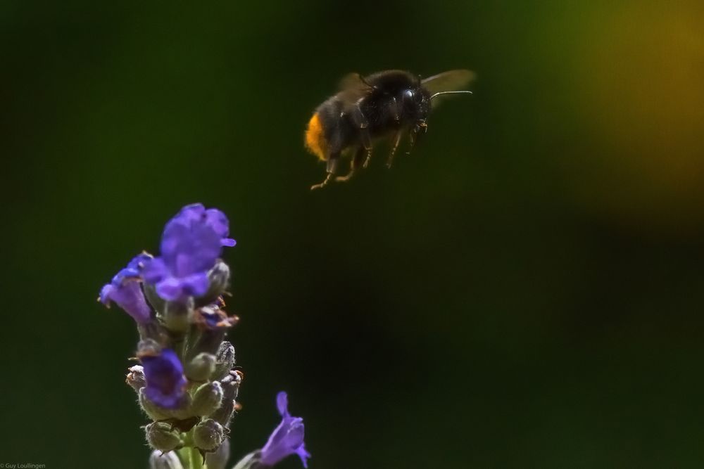 Hummel & Lavendel _ 11