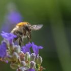 Hummel & Lavendel _ 12