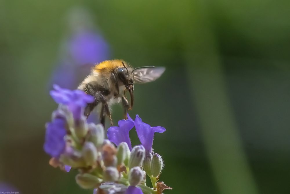 Hummel & Lavendel _ 12