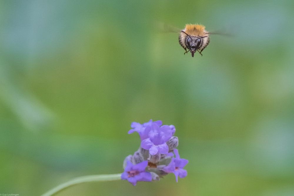 Hummel & Lavendel 