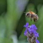 Hummel & Lavendel _ 4