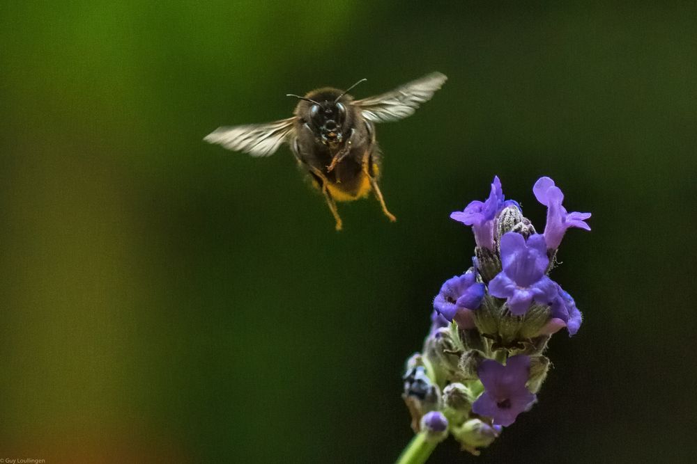 Hummel & Lavendel _ 6