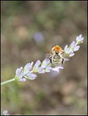 Hummel & Lavendel