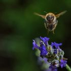 Hummel & Lavendel _ 8