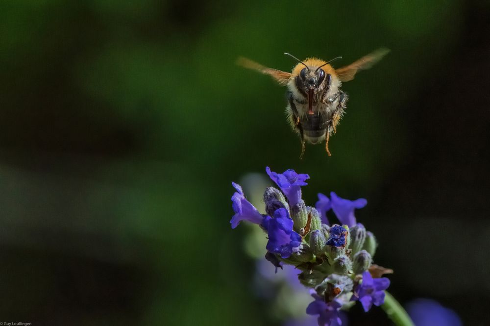 Hummel & Lavendel _ 8