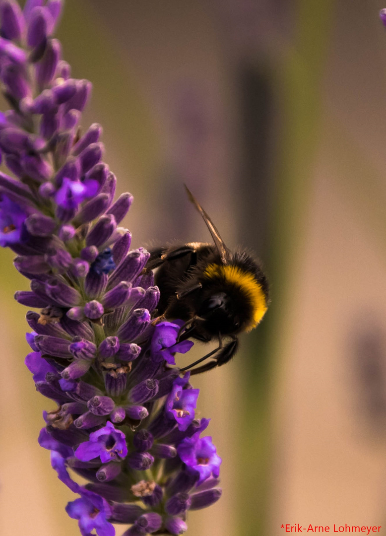 Hummel & Lavendel