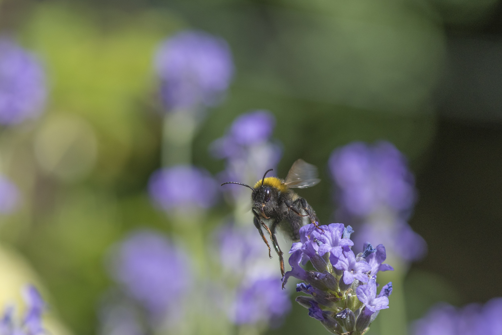 Hummel & Lavendel