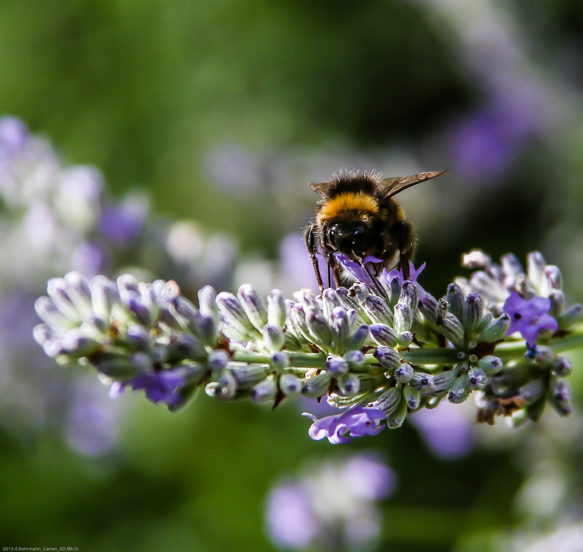 Hummel / Lavendel