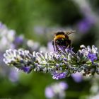 Hummel / Lavendel