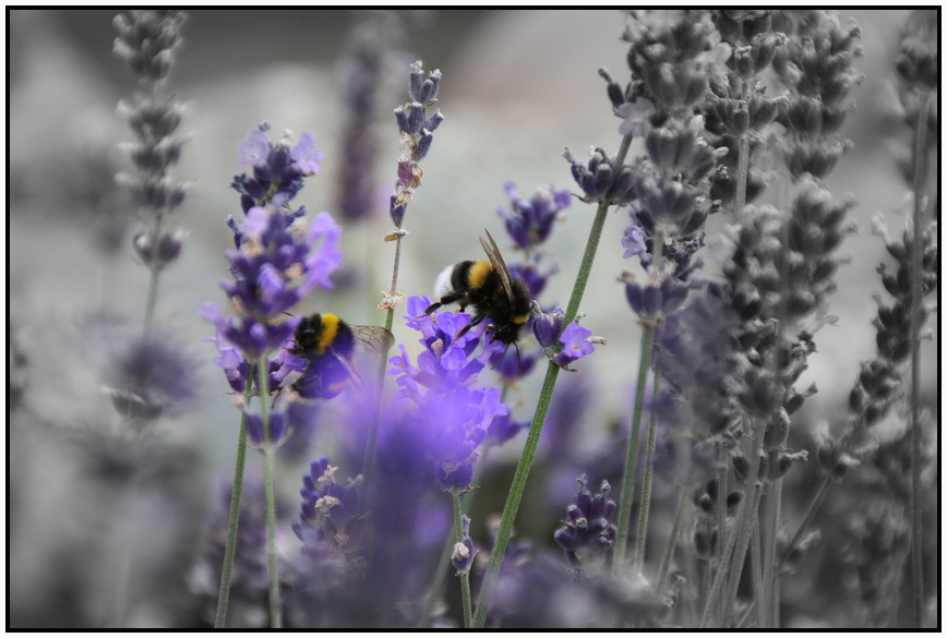 Hummel & Lavendel II