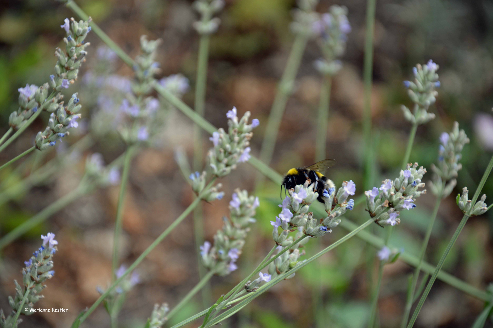 Hummel-Lavendelhonig