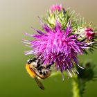 Hummel liebt Distel am Rhein