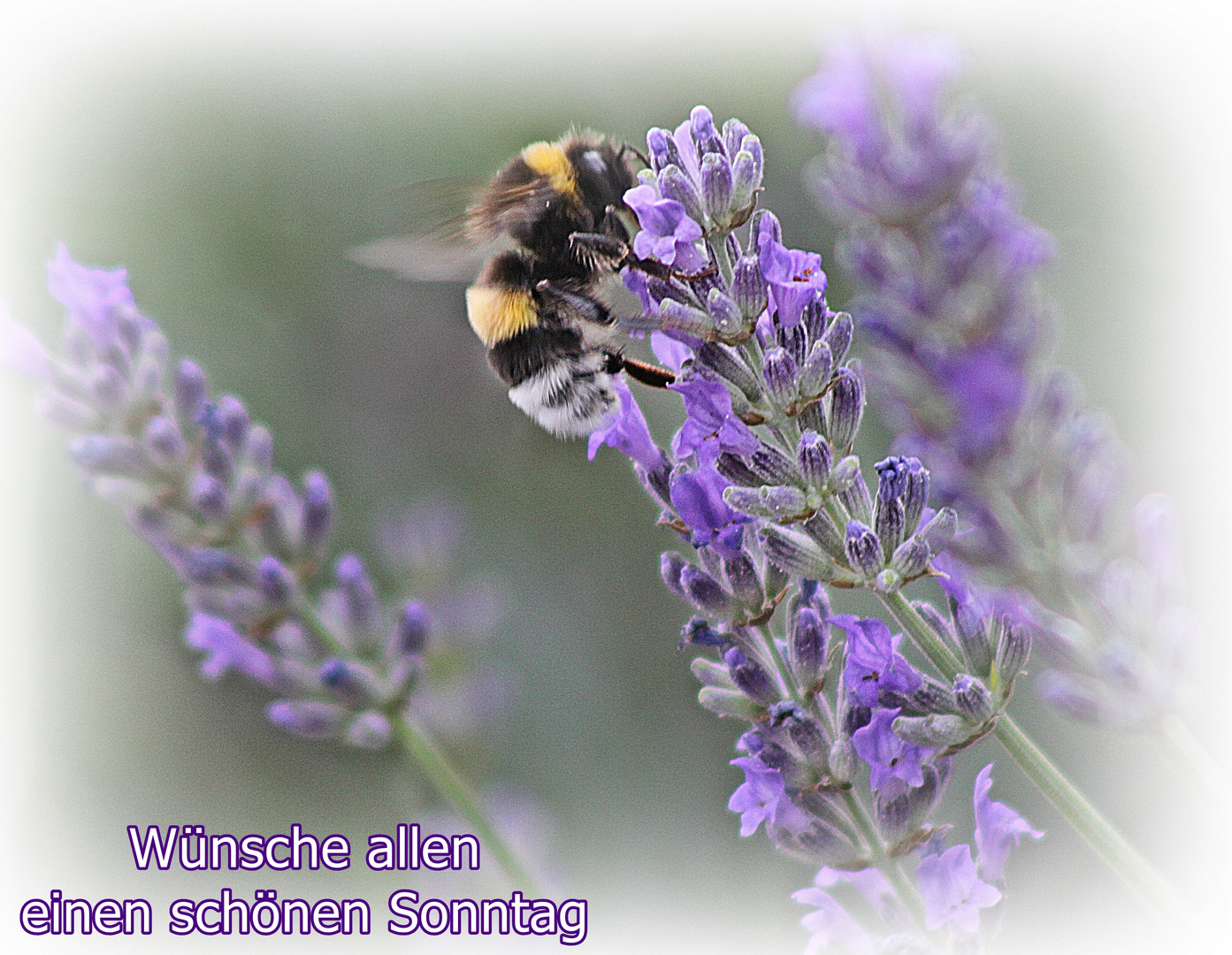 Hummel liebt Lavendel