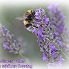 Hummel liebt Lavendel