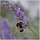 Hummel liebt Lavendel