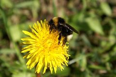 Hummel liebt Löwenzahnblüte