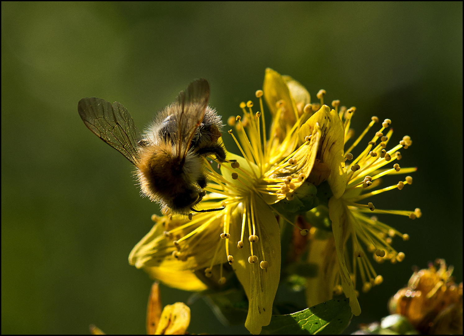 Hummel - Lied...