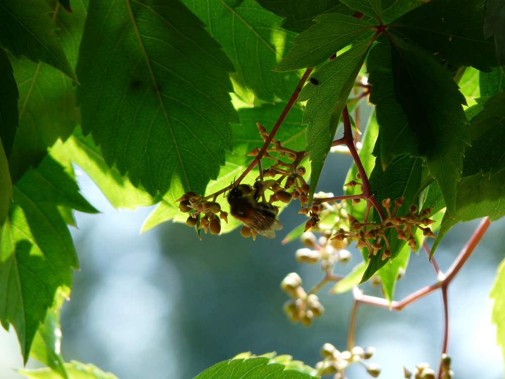 hummel live