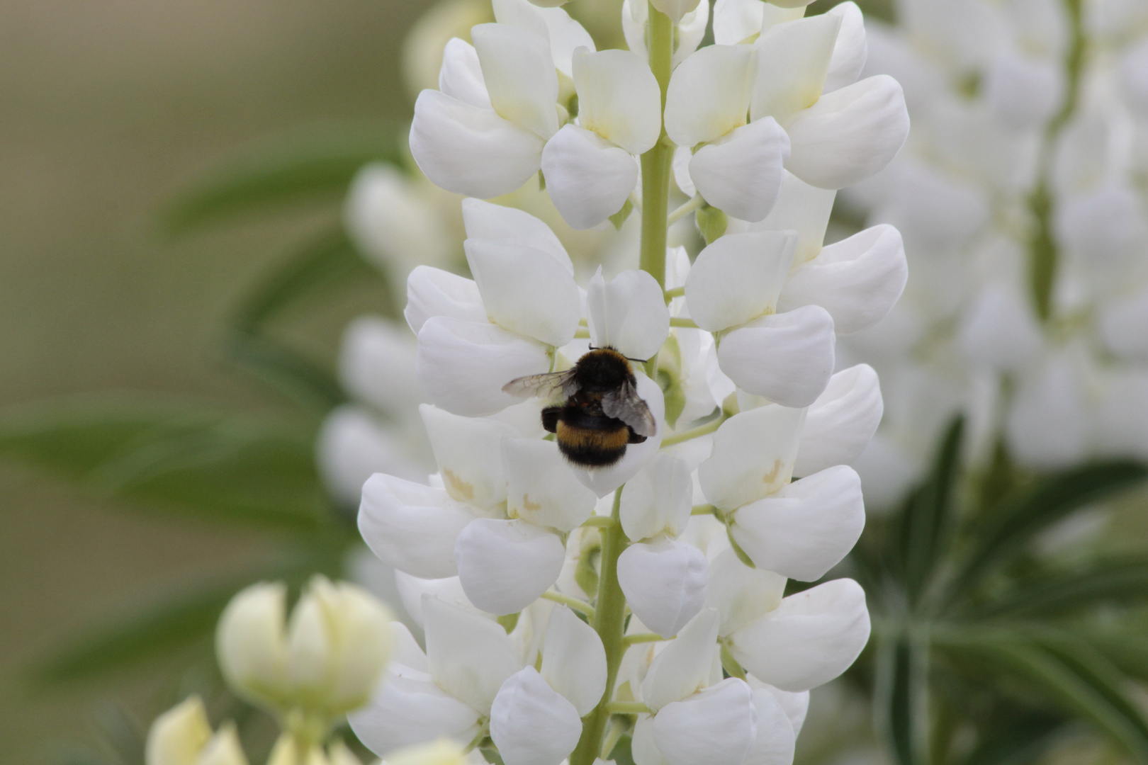 Hummel- Lupine.