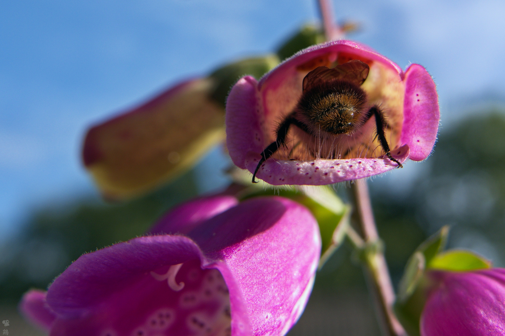 Hummel mach Nickerchen im Fingerhut