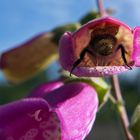 Hummel mach Nickerchen im Fingerhut