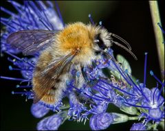 Hummel macht blau