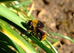 Hummel macht eine Pause