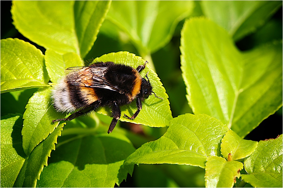 Hummel macht Pause