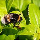 Hummel macht Pause