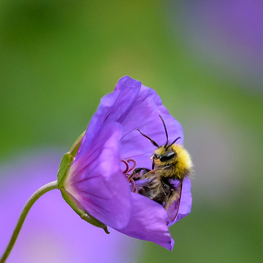 Hummel macht Pause