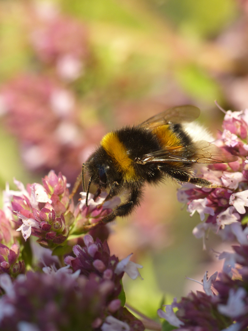 Hummel macht Spagat ;-)