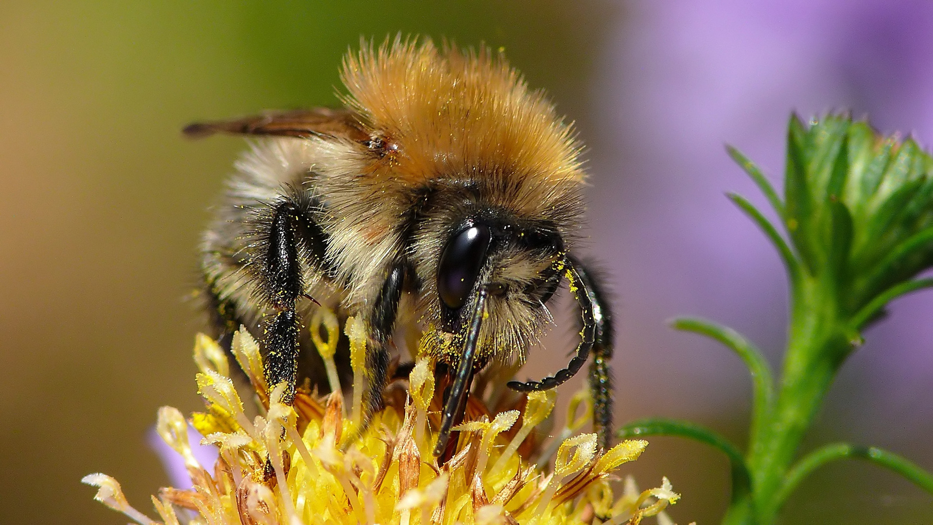 Hummel Macro