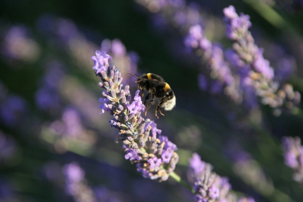 Hummel mag Lavendelduft