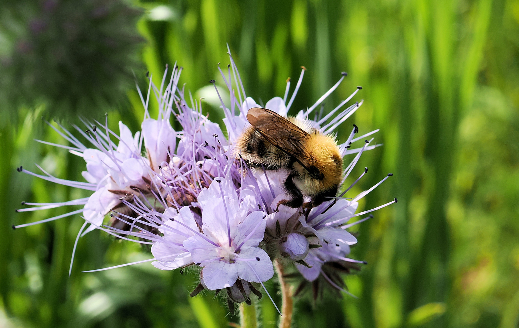 Hummel Magnet 