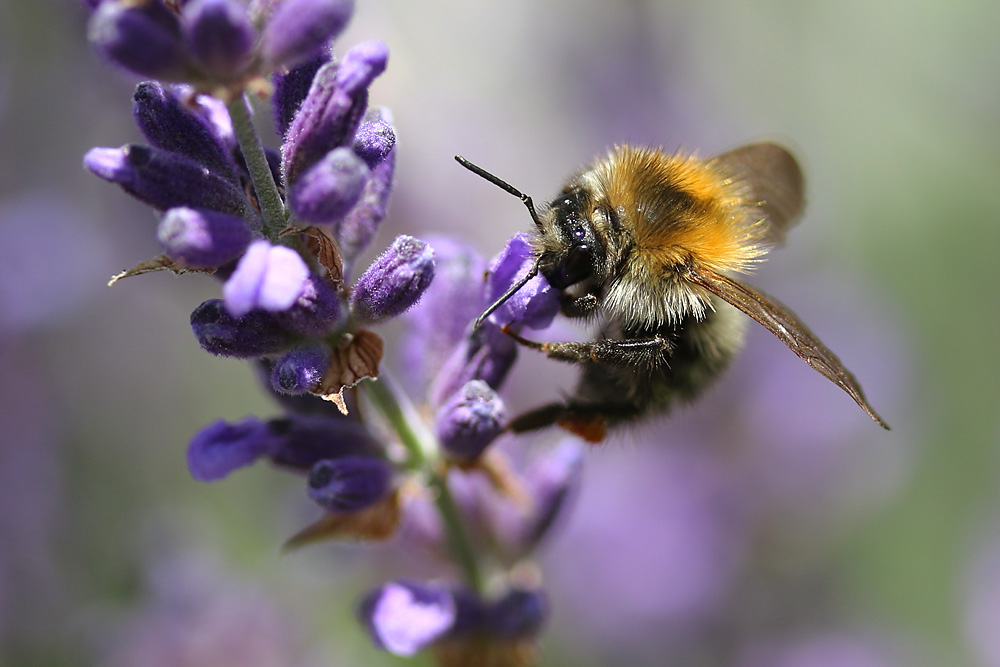 Hummel-Makro am Lavendel