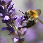 Hummel-Makro am Lavendel