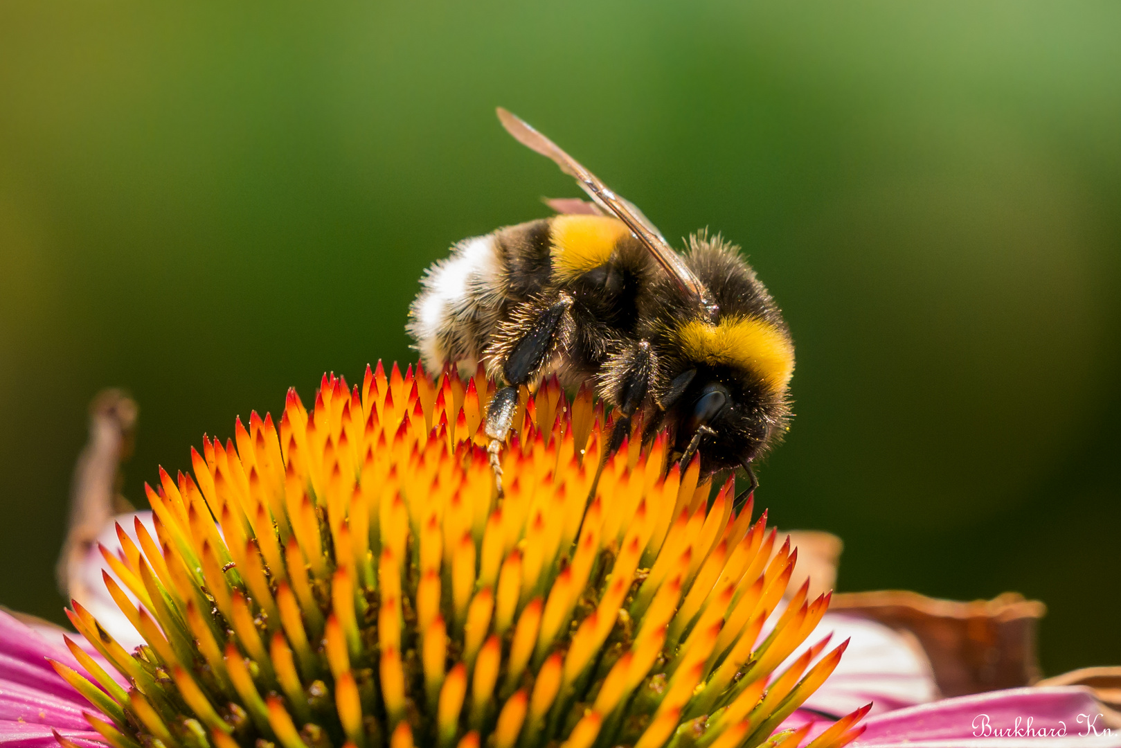 Hummel Makro auf Sonnenblume