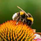 Hummel Makro auf Sonnenblume