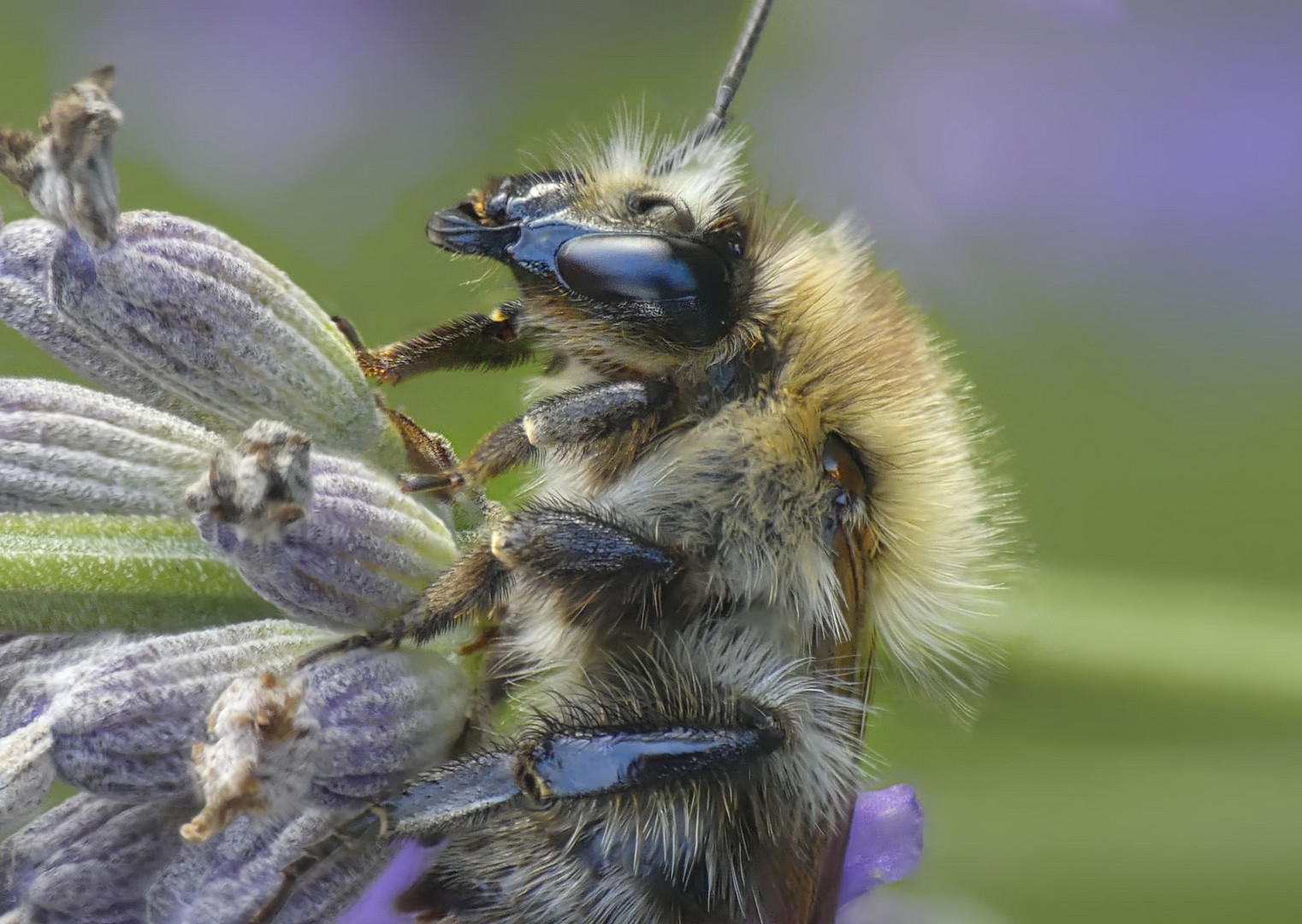 Hummel Makro