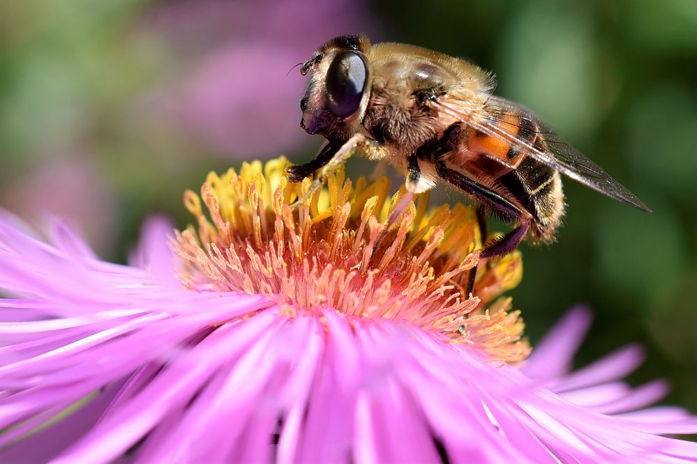 (Hummel-Makro) Keilfleckschwebfliege